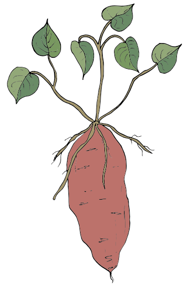 Smldinec chlupatý / wild yam / Dioscorea villosa